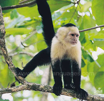 Rain forest monkey