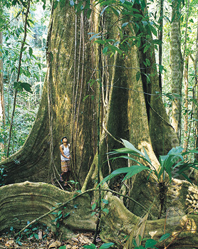 Pristine rain forest