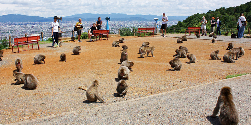 Besuch des Iwatayama Affen Park